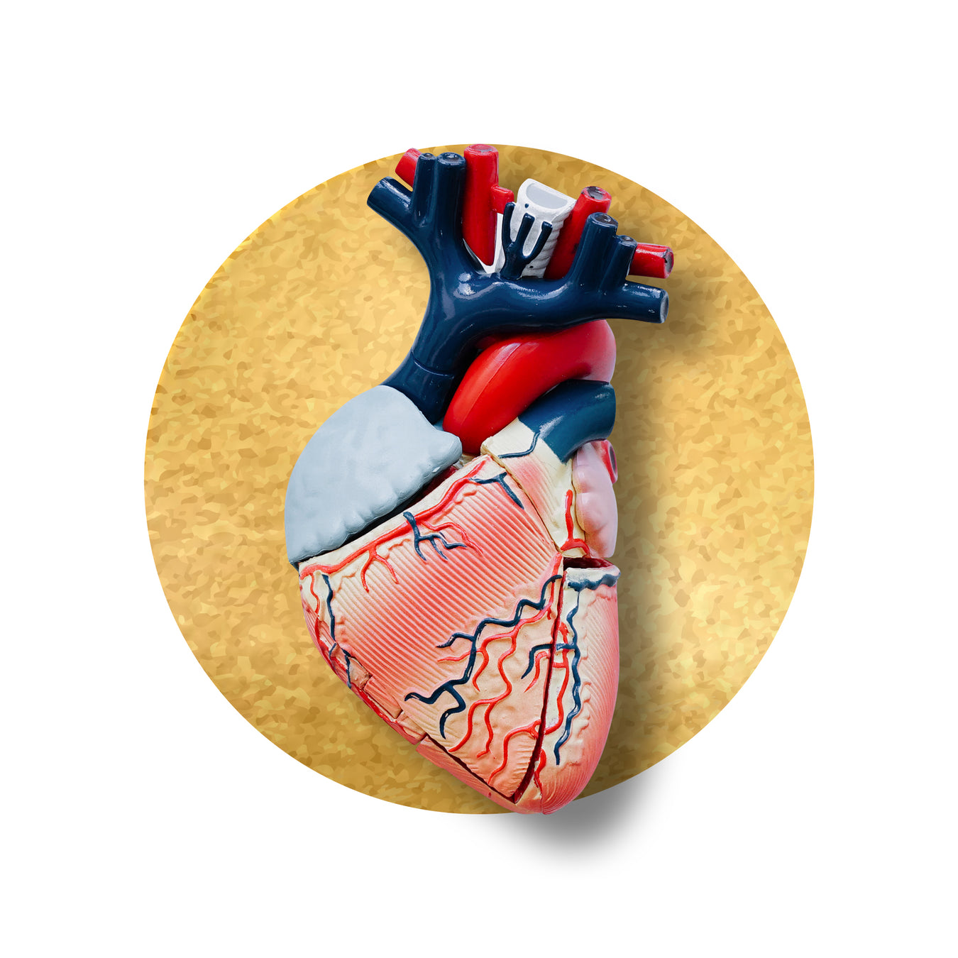 Heart & vessels